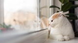 Separation Anxiety in Cats: Causes, Signs & Soothing Tips