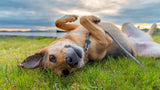How to Tell if Your Dog Has a Heat Allergy & What To Do