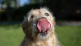 DIY Frozen Dog Treats for Hot Summer Days