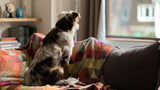 Separation Anxiety in Dogs: How to Calm Your Anxious Pup When You're Away