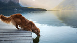Blue-Green Algae and Dogs: Symptoms, Risks & How to Keep Your Dog Safe