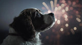 Fireworks Anxiety in Dogs: A Comprehensive, Practical, and Evidence-Based Guide - YMOAs