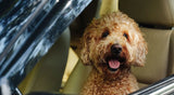 Road Trips with Dogs: Must-Have Essentials - YMOAs