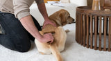 Say Goodbye to Winter Fur: How to Help Your Dog Transition to Warmer Weather - YMOAs