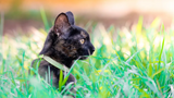 How to Protect Your Cats from Summer Bugs and Insects