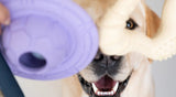 The Best Dog Toys: Why Rubber is the Perfect Choice - YMOAs