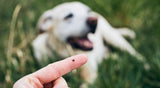 Tick and Flea Prevention for Dogs: The Complete Guide - YMOAs