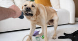 Speelse Labrador die trekt aan een touwspeeltje tijdens interactief spel binnenshuis. Perfect hondenspeelgoed voor kauwen en actief spelen.