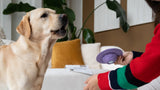The Best Indoor Enrichment Toys for Dogs