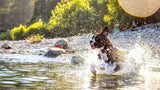 Best Cooling Solutions for Dogs: Prevent Heatstroke & Beat the Summer Heat - YMOAs