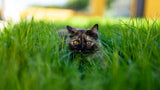 Hidden Summer Hazards for Cats: Parasites, Pollen & More