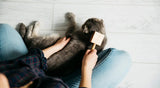 Summer to Autumn Shedding: Keep Your Cat Comfortable During the Transition