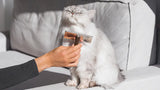 Cat Hairballs: What They Are, Why They Happen, and How to Help
