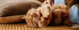 Why Do Cats Knead? The Meaning Behind “Making Biscuits” 🐾