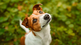 Dog Dewarming: When, Why, and How to Protect Your Dog