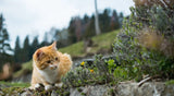 Protecting Your Cat from Fleas and Ticks in Spring - YMOAs