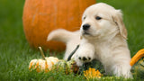 Puppy Training: Your Guide to the First Months