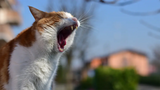Cat Dental Care: Complete Guide to Healthy Teeth & Gums