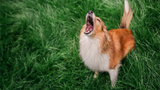 How to Stop Dog Barking: 7 Proven Methods That Actually Work