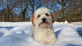 Dog Snow Safety: Protect Your Dog's Paws in Winter