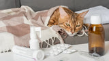 Cat Cold: What to Do Now and When to Call the Vet