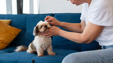 Dog Ear Infection: Symptoms, Causes, and How to Help Your Dog