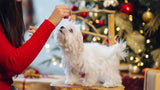 Dog Holiday Treats & Recipes: Safe Homemade Ideas