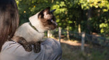 The Ultimate Guide to Spring Adventures with Your Cat - YMOAs