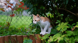 Toxic Summer Plants for Cats: Beware of These Green Killers in Your Garden - YMOAs