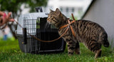 Traveling with Cats: How to Do It Right - YMOAs