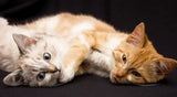 When One Cat Bullies Another: Why It Happens and How to Fix It