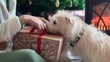 Holiday Season with Your Dog: Safe Celebrations & Calm Planning