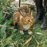 To walk - for cats