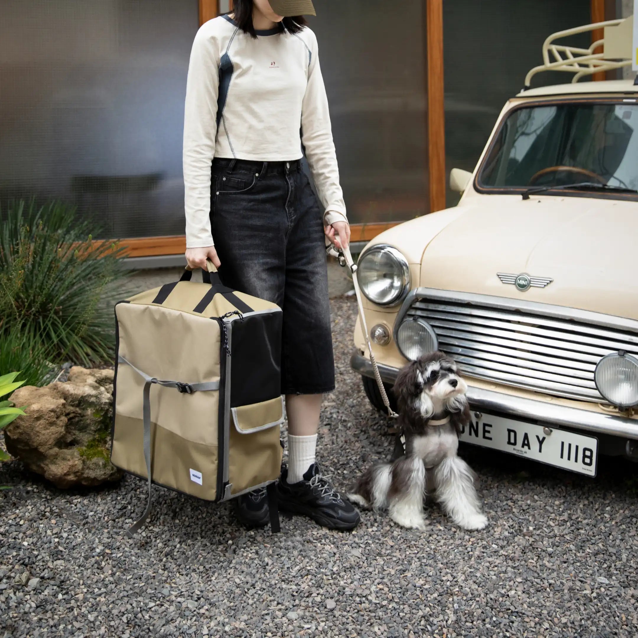 Dog sitting inside a pet carrier on a white background