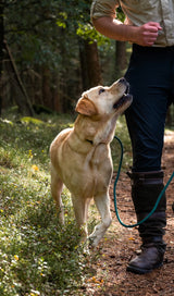 Gele Labrador die enthousiast naast zijn baasje loopt tijdens een training in het bos. Ideale hondenriem en trainingsaccessoires voor wandelingen en gehoorzaamheidstraining.